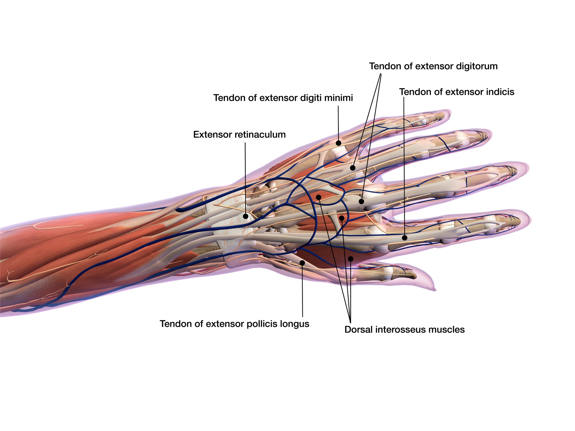 Female Hand and Wrist Anatomy Labeled on White Background